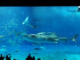 沖縄美ら海水族館に投稿された画像（2022/3/21）