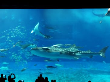 沖縄美ら海水族館に投稿された画像（2022/3/21）