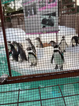 天王寺動物園に投稿された画像（2022/3/21）