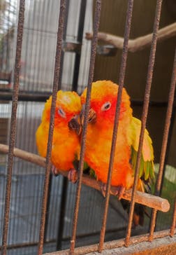 富士花鳥園に投稿された画像（2022/3/21）