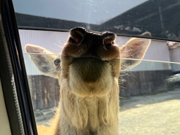 那須サファリパークに投稿された画像（2022/3/21）