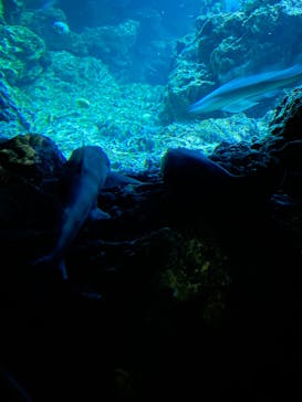 京都鉄道博物館×京都水族館に投稿された画像（2022/3/21）