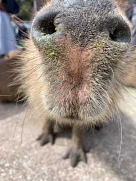 伊豆アニマルキングダムに投稿された画像（2022/3/21）