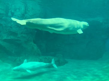 名古屋港水族館に投稿された画像（2022/3/21）