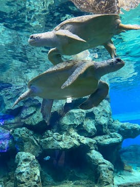 名古屋港水族館に投稿された画像（2022/3/21）