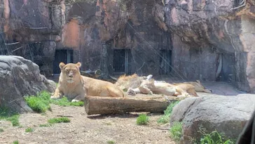 天王寺動物園に投稿された画像（2022/3/21）