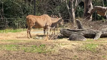 天王寺動物園に投稿された画像（2022/3/21）