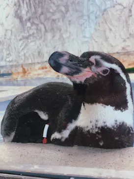 天王寺動物園に投稿された画像（2022/3/21）