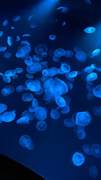 すみだ水族館に投稿された画像（2022/3/21）