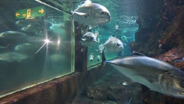 ゼロ距離水族館 伊勢シーパラダイスに投稿された画像（2022/3/21）