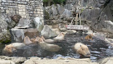 伊豆シャボテン動物公園に投稿された画像（2022/3/21）