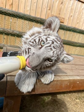 しろとり動物園に投稿された画像（2022/3/21）