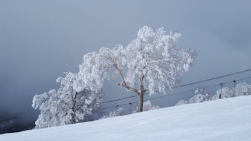 野沢温泉スキー場に投稿された画像（2022/3/21）