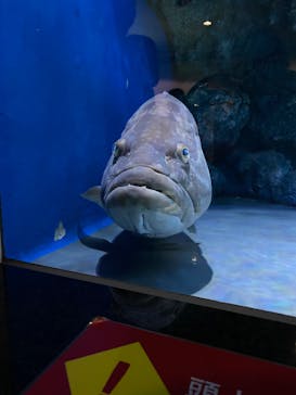 名古屋港水族館に投稿された画像（2022/3/21）