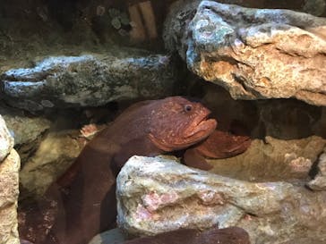 しながわ水族館に投稿された画像（2022/3/21）