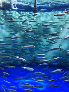 しながわ水族館に投稿された画像（2022/3/21）