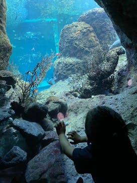 新江ノ島水族館に投稿された画像（2022/3/21）