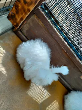 神戸どうぶつ王国に投稿された画像（2022/3/21）