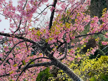 ひらかたパークに投稿された画像（2022/3/21）