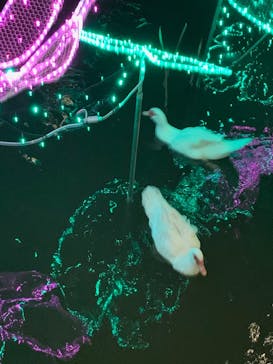 美らヤシパークオキナワ・東南植物楽園に投稿された画像（2022/3/21）