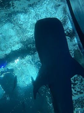 沖縄美ら海水族館に投稿された画像（2022/3/21）