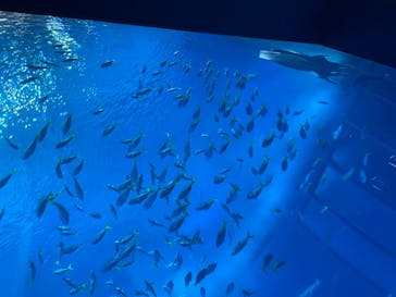 沖縄美ら海水族館に投稿された画像（2022/3/21）