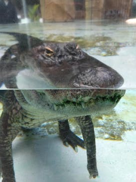 熱川バナナワニ園に投稿された画像（2022/3/21）