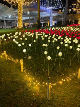 美らヤシパークオキナワ・東南植物楽園に投稿された画像（2022/3/16）