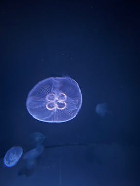 サンシャイン水族館に投稿された画像（2022/3/21）