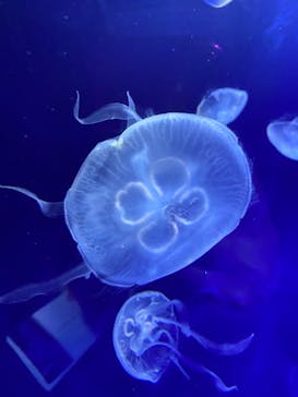 サンシャイン水族館に投稿された画像（2022/3/21）