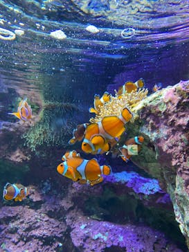 サンシャイン水族館に投稿された画像（2022/3/21）