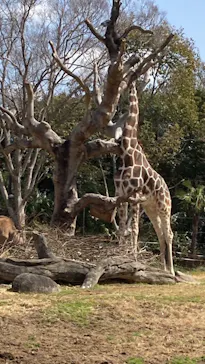 天王寺動物園に投稿された画像（2022/3/21）