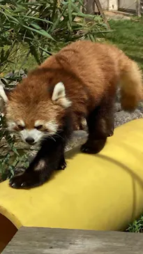 天王寺動物園に投稿された画像（2022/3/21）