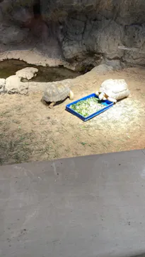 天王寺動物園に投稿された画像（2022/3/21）