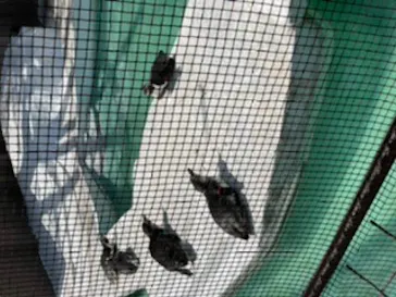 天王寺動物園に投稿された画像（2022/3/21）