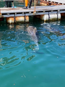 下田海中水族館に投稿された画像（2022/3/22）