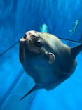 アクアワールド茨城県大洗水族館に投稿された画像（2022/3/22）