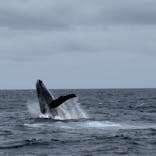 Sea World（シーワールド）に投稿された画像（2022/3/22）