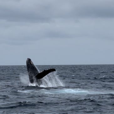 Sea World（シーワールド）に投稿された画像（2022/3/22）
