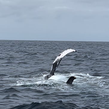 Sea World（シーワールド）に投稿された画像（2022/3/22）