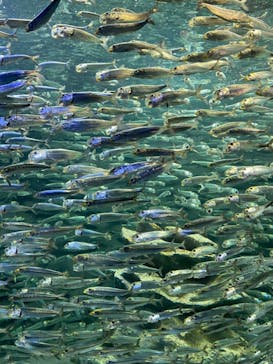 サンシャイン水族館に投稿された画像（2022/3/22）