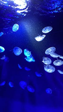 サンシャイン水族館に投稿された画像（2022/3/22）