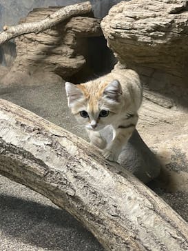 那須どうぶつ王国に投稿された画像（2022/3/22）