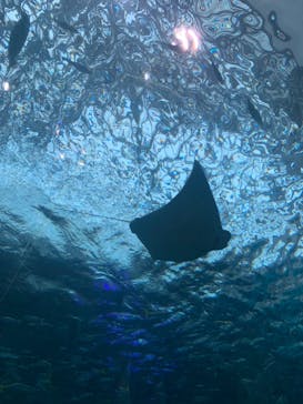 名古屋港水族館に投稿された画像（2022/3/22）