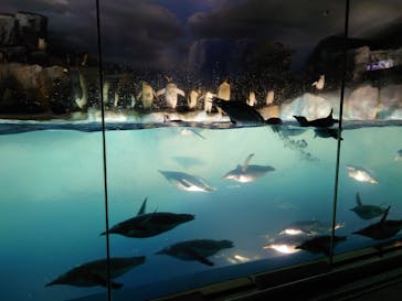 名古屋港水族館に投稿された画像（2022/3/22）