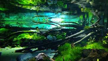 カワスイ 川崎⽔族館に投稿された画像（2022/3/22）