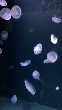 サンシャイン水族館に投稿された画像（2022/3/22）