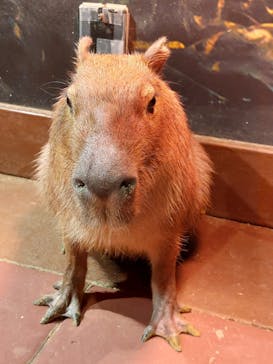 Moff animal world MARK IS みなとみらい店に投稿された画像（2022/3/22）