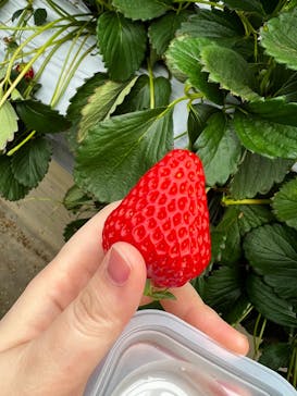 いちごはうす西脇に投稿された画像（2022/3/22）