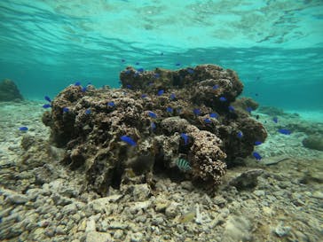 武藤潜水に投稿された画像（2022/3/22）